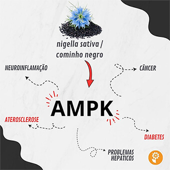 AMPK