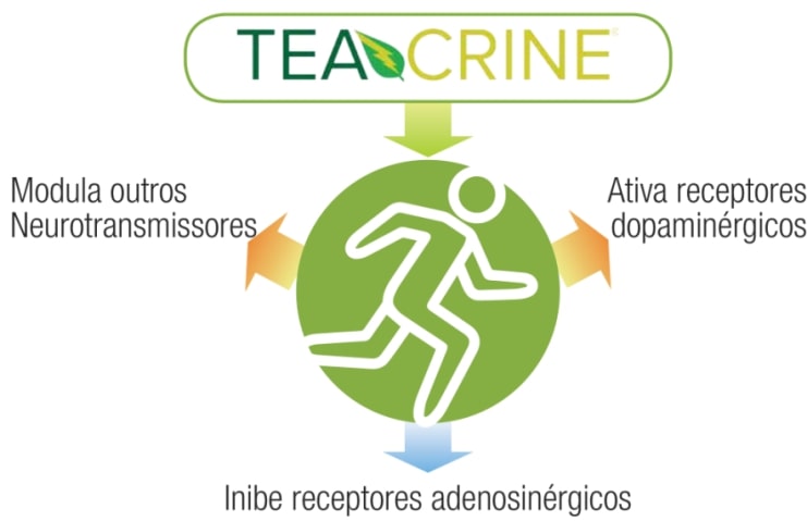 Teacrine Receptor
