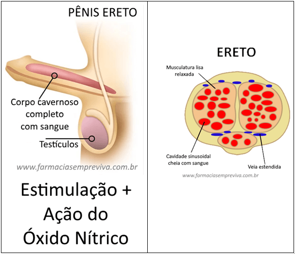 Óxido nítrico (vasodilatador natural) - Imagem de um desenho mostrando a anatomia de um pênis ereto
