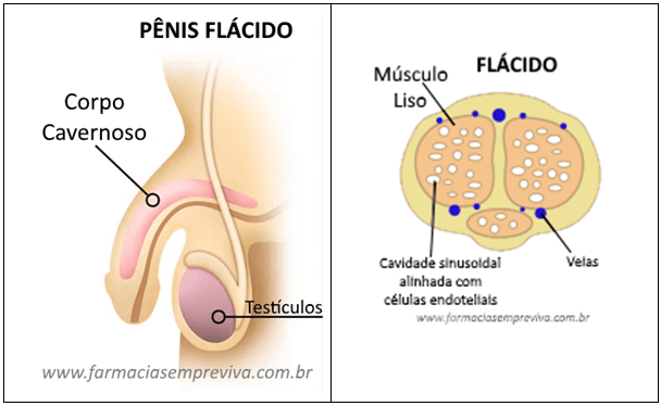 Óxido nítrico (vasodilatador natural) - Imagem de um desenho mostrando a anatomia de um pênis flácido