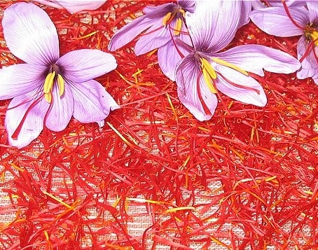 flor de crocus sativus